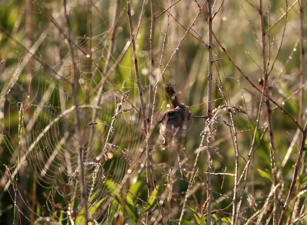 Marsh Wren (palustris Group) - ML243841871