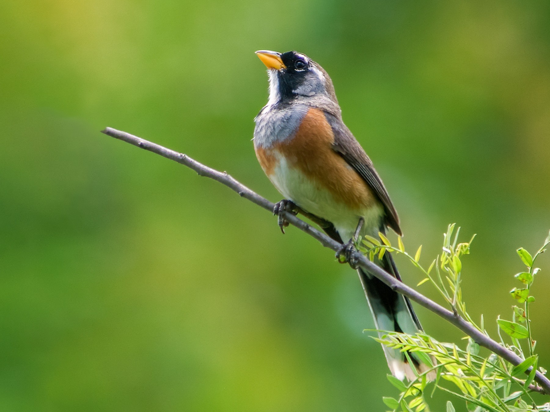 Many-colored Chaco Finch - Nick Athanas