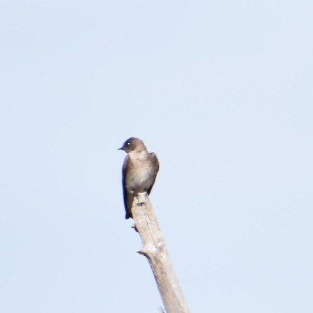 Northern Rough-winged Swallow - ML243847301