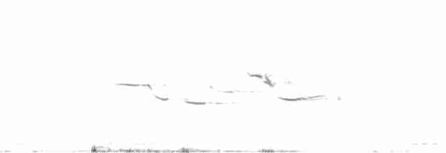 Eastern Meadowlark (Eastern) - ML243849391