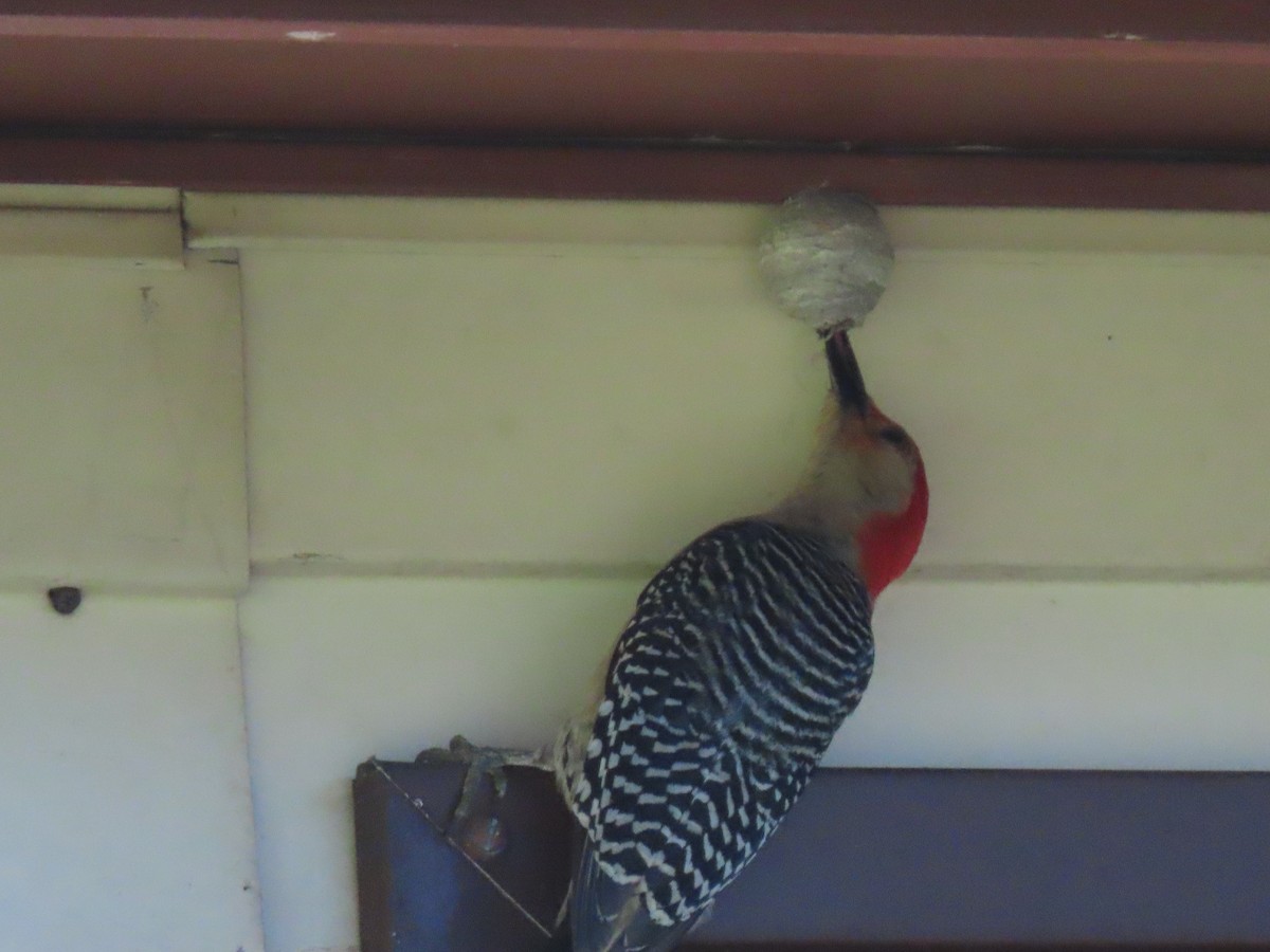 Red-bellied Woodpecker - ML243855041