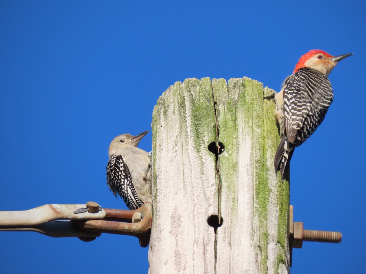Red-bellied Woodpecker - Jannie Shapiro