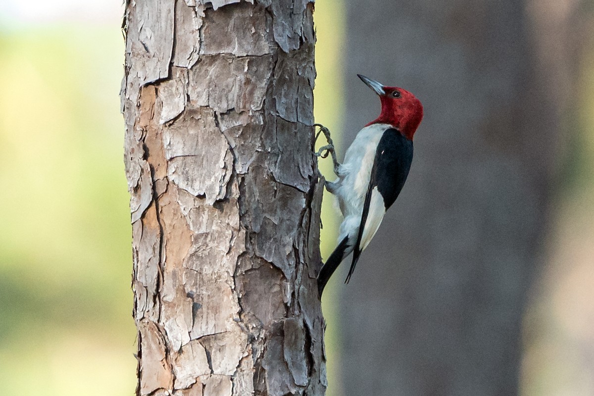 Red-headed Woodpecker - ML243862921