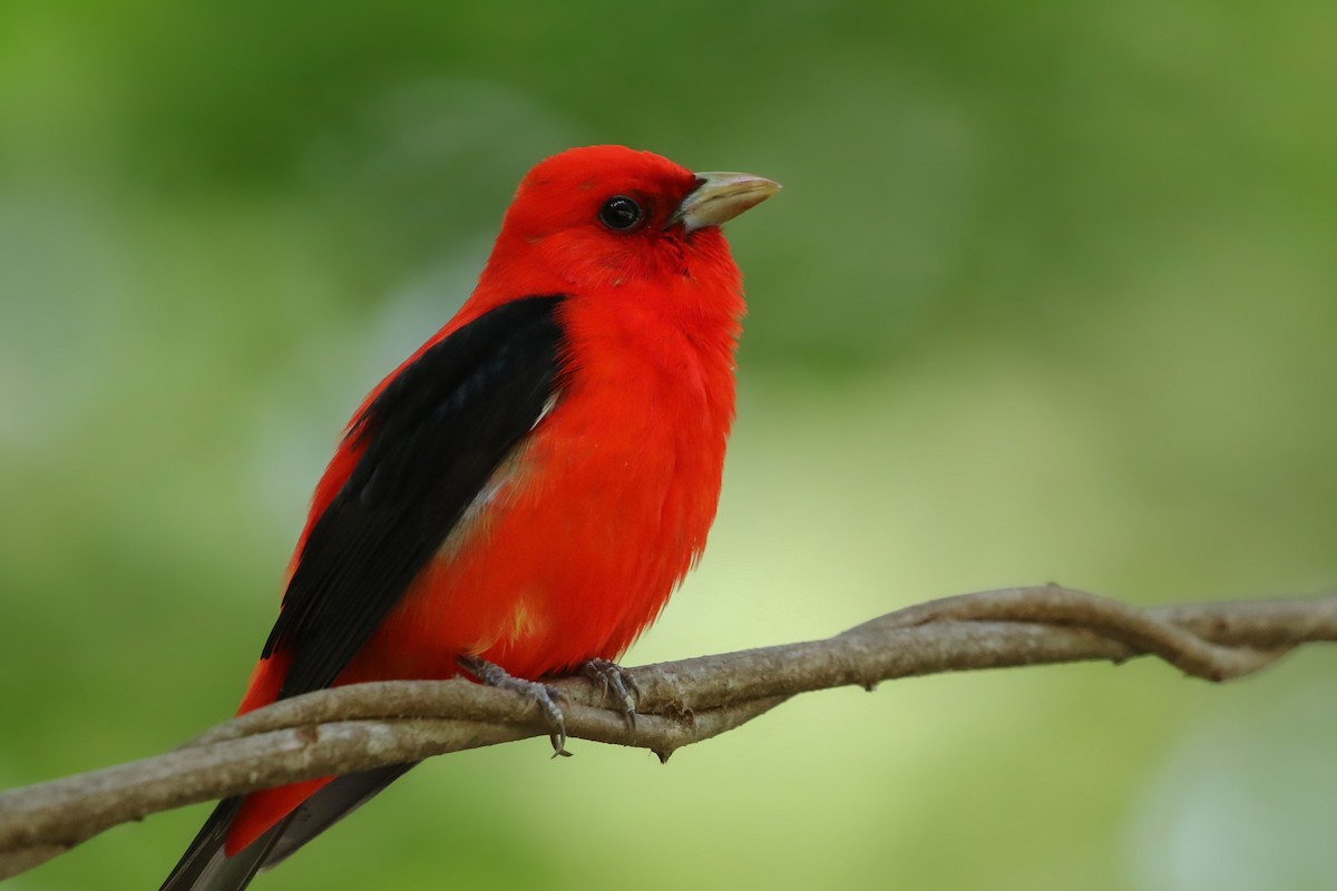 Scarlet Tanager - ML243864261