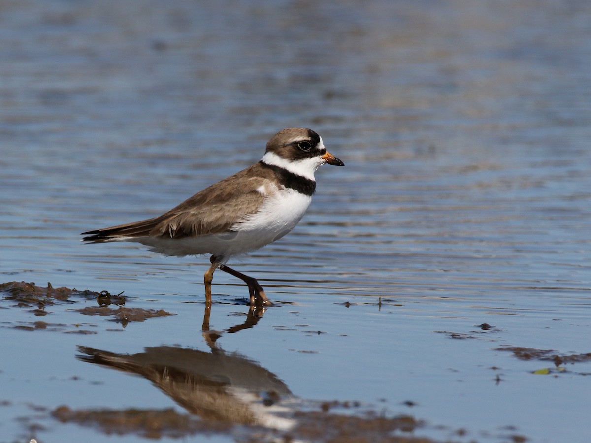 Semipalmated Plover - ML243864281