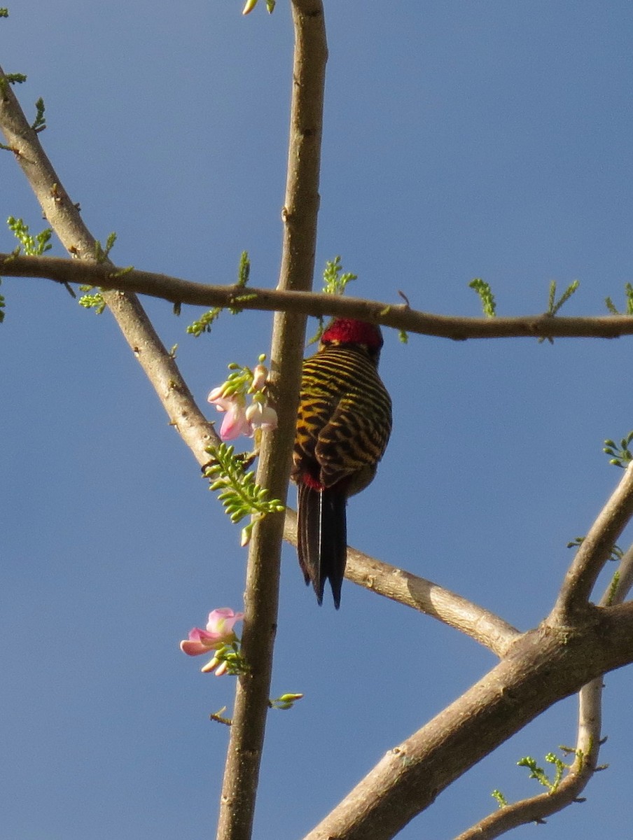 Hispaniolan Woodpecker - Ann Truesdale