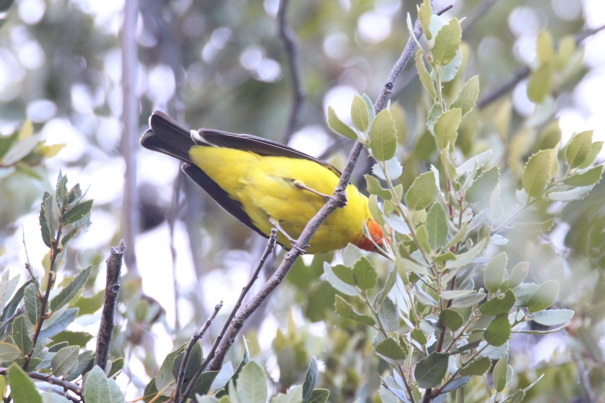 Western Tanager - ML243871211