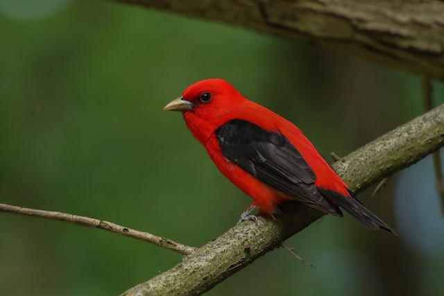 Birds of the Sugarbush: Scarlet Tanager