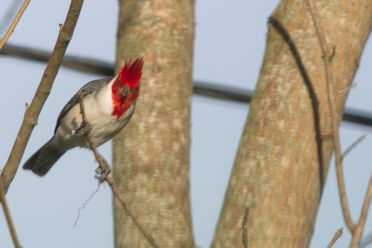 Red-crested Cardinal - Leonel Melvern