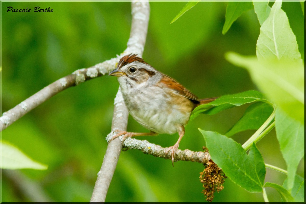 Swamp Sparrow - Pascale Berthe