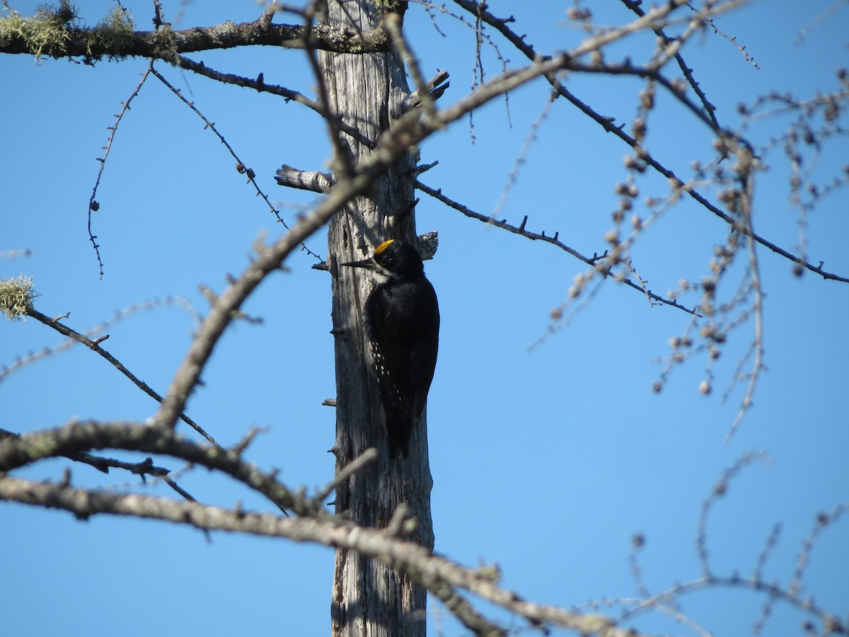 Black-backed Woodpecker - ML243878091