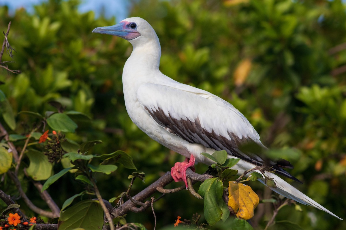Red-footed Booby - Francis Canto Jr