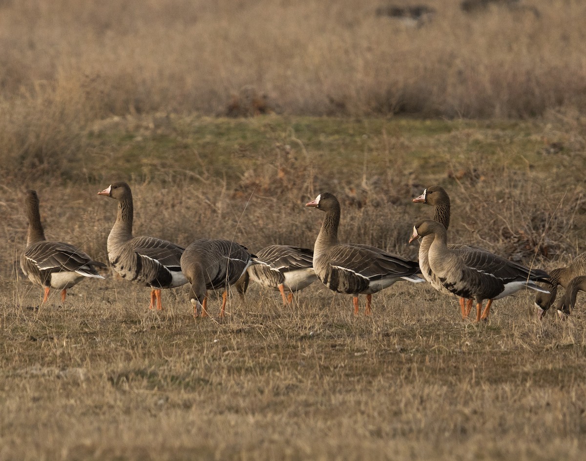Greater White-fronted Goose - Lefteris Stavrakas