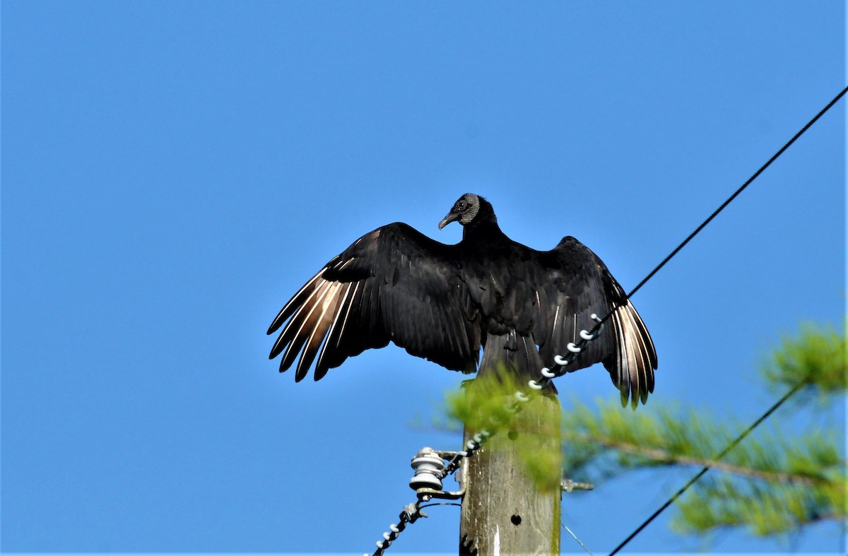 Black Vulture - Jose Francisco Barros 🐜
