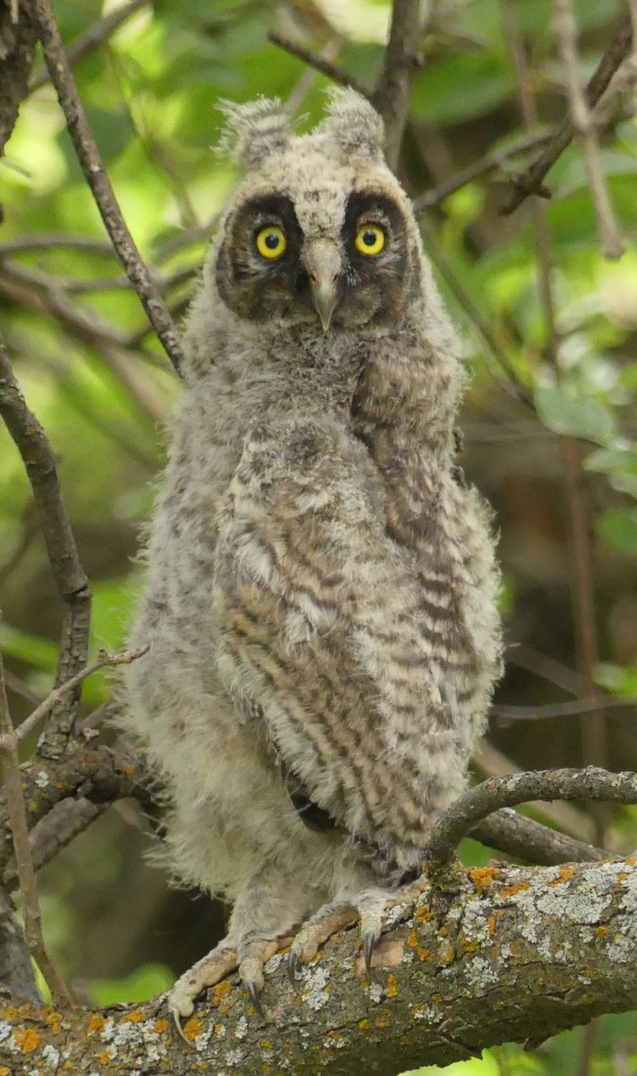 Long-eared Owl - Rick Tyler