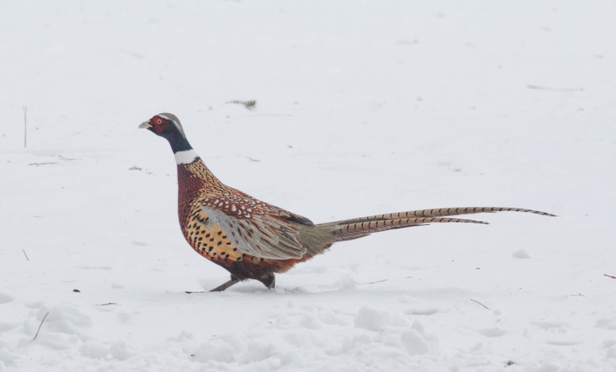 Ring-necked Pheasant - Colette Micallef