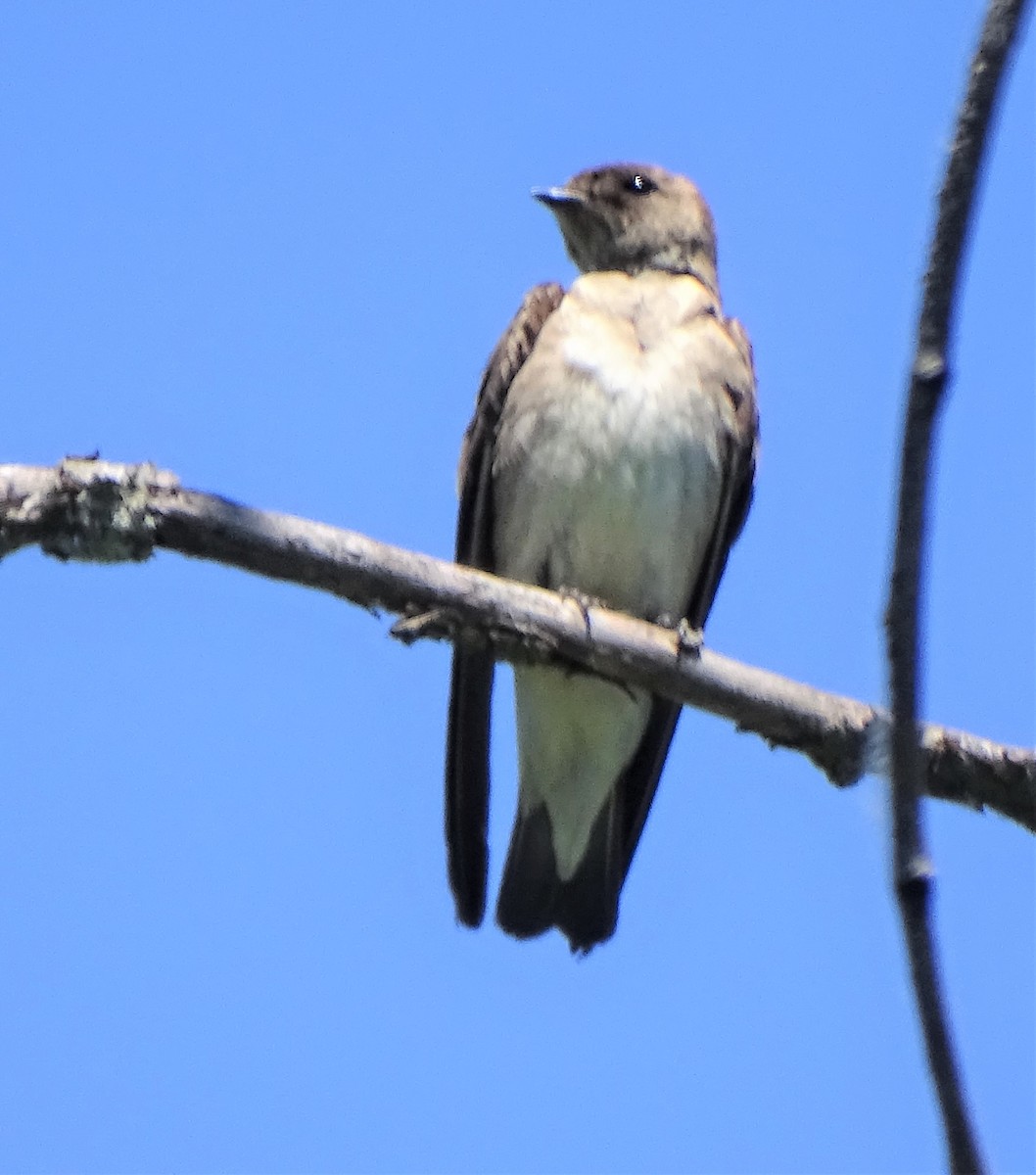 Northern Rough-winged Swallow - ML243906891