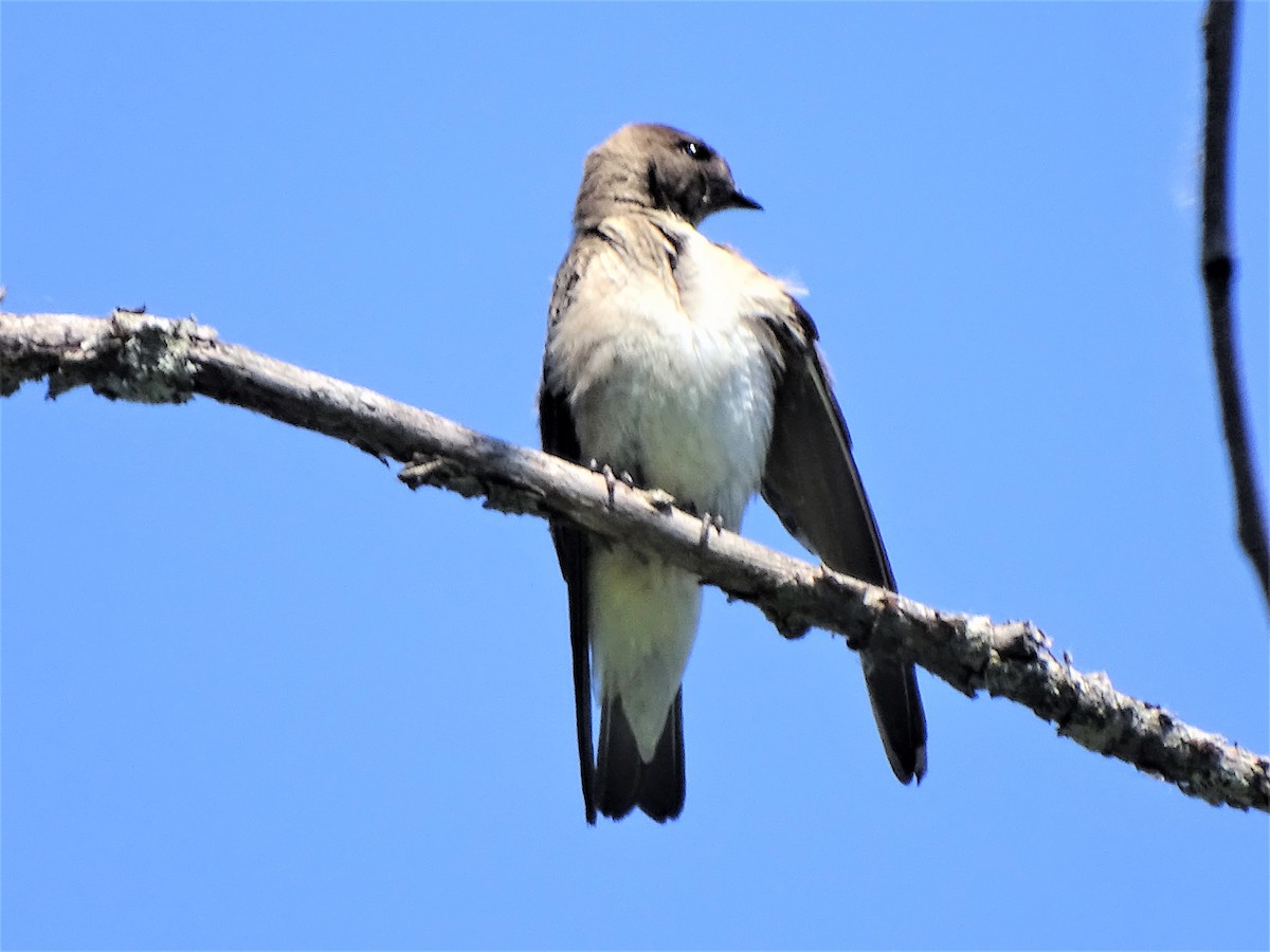 Northern Rough-winged Swallow - Shirley Zundell