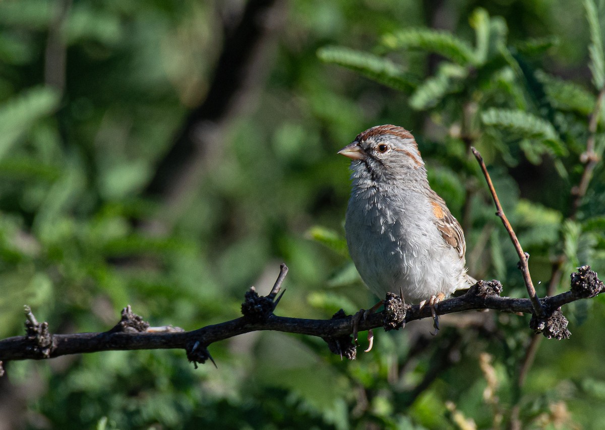Rufous-winged Sparrow - Jack Parlapiano
