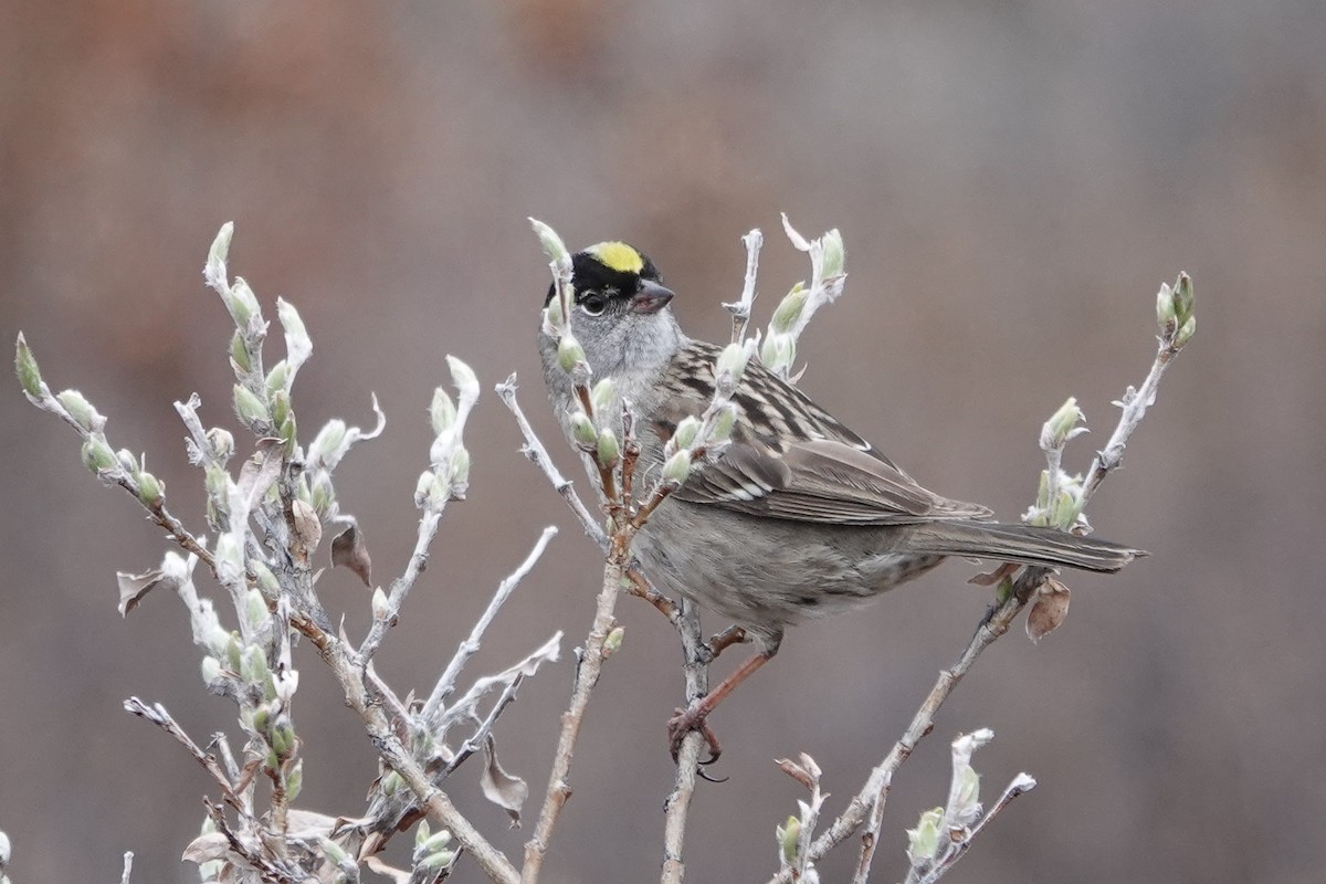 Golden-crowned Sparrow - ML243908141