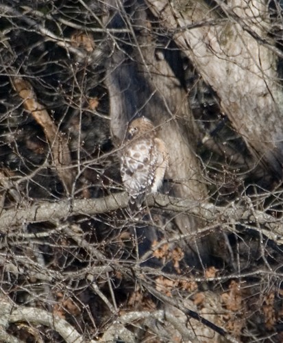 Red-shouldered Hawk - Martin Wall