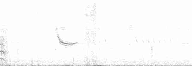Black-necked Stilt - ML243911511