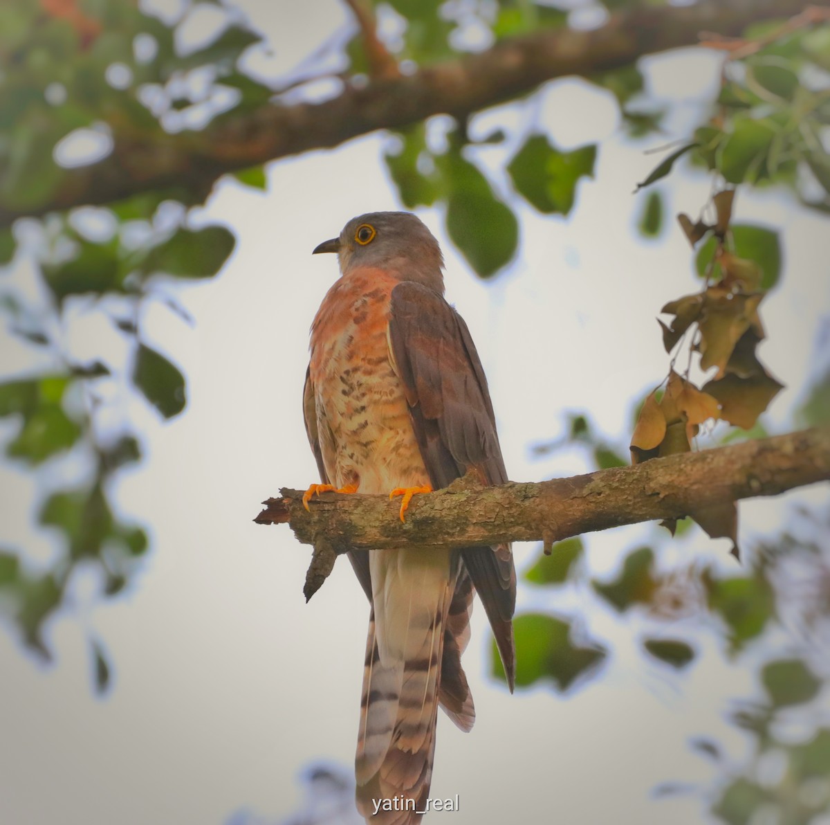 Common Hawk-Cuckoo - Yatin Gupta