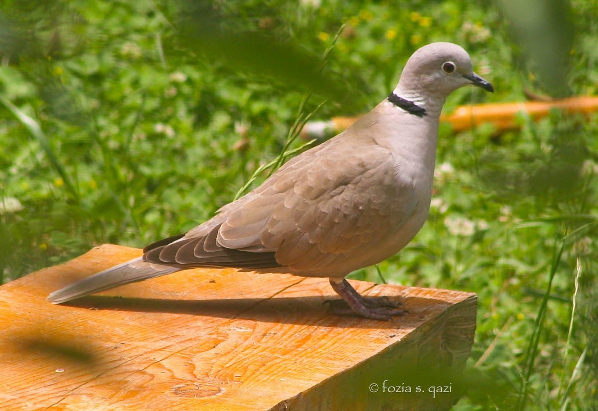 Eurasian Collared-Dove - Fozia Qazi