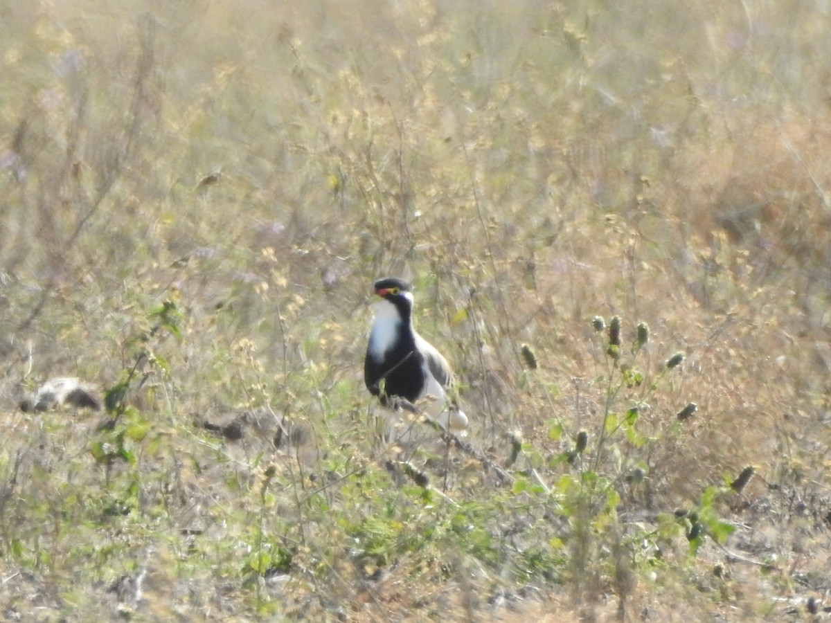 Banded Lapwing - ML243920671