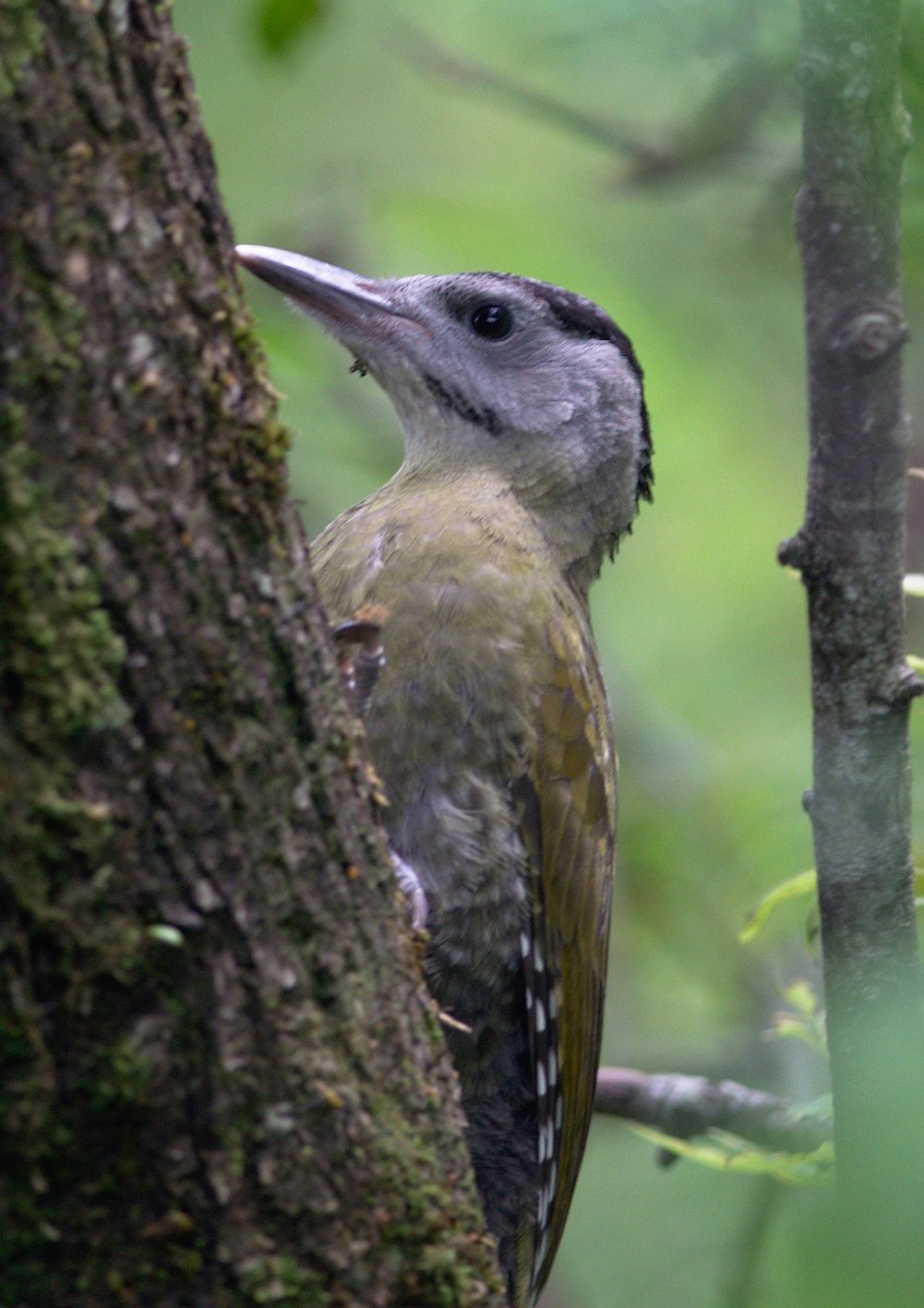 Scaly-bellied Woodpecker - ML243920911