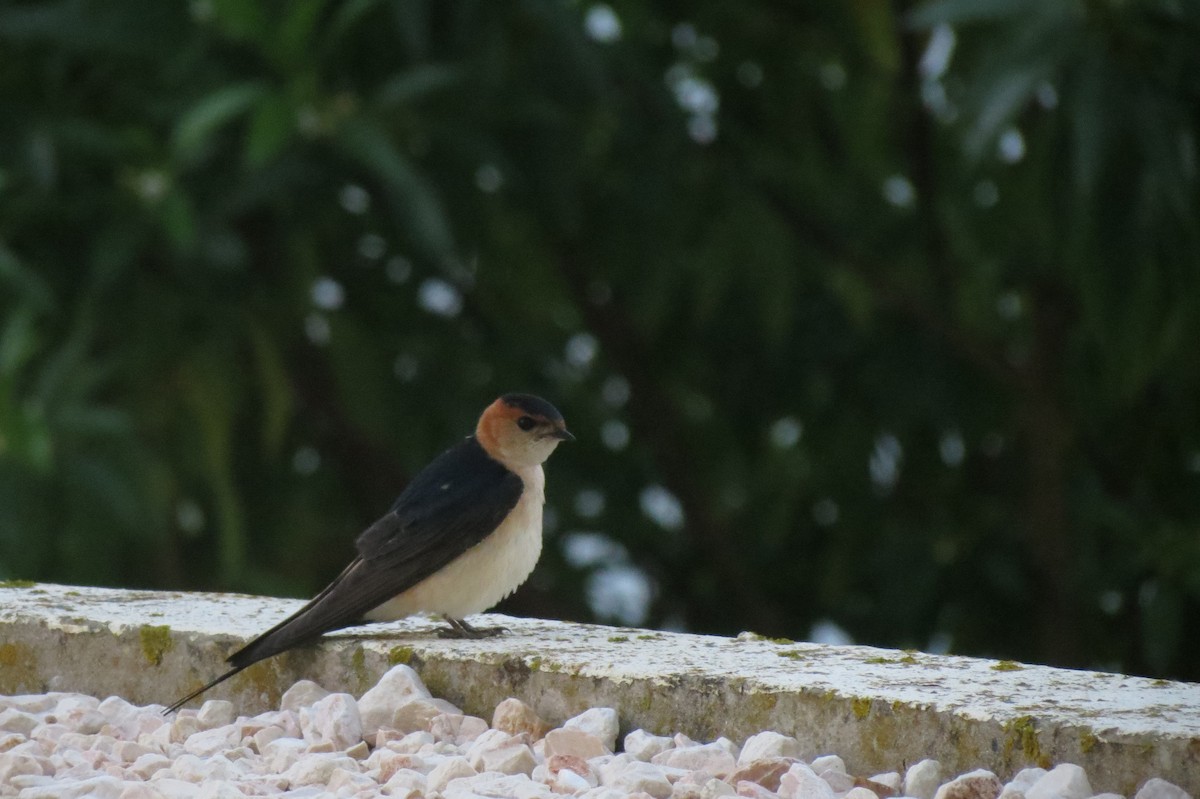 Red-rumped Swallow - ML24392501