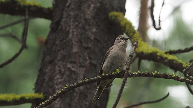 Townsend's Solitaire - ML243926921
