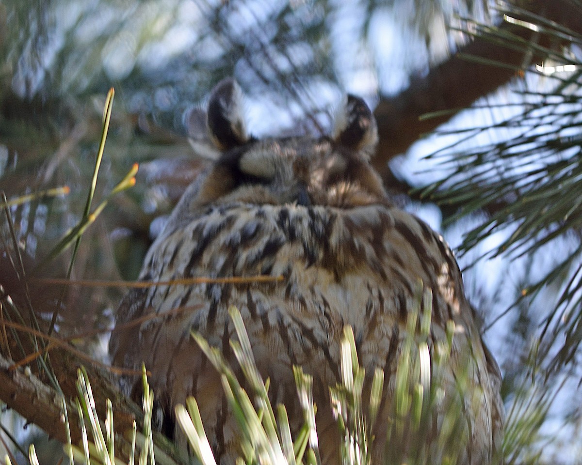 Long-eared Owl - G. Marc Simmel