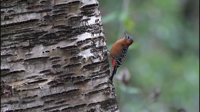 Rufous-bellied Woodpecker - ML243930221
