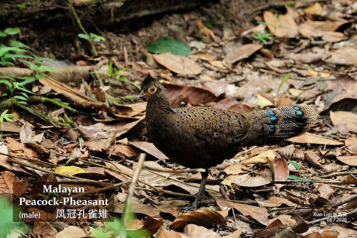 Malayan Peacock-Pheasant - ML243931851