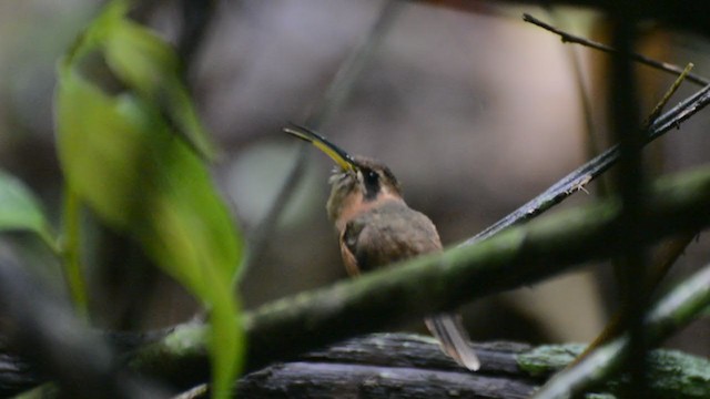 kolibřík proužkohrdlý - ML243931981