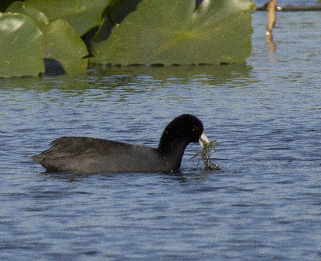 American Coot (Red-shielded) - ML24393201