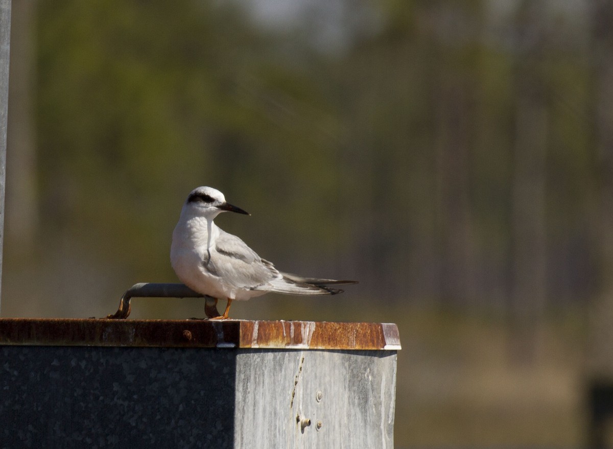 Forster's Tern - Deb Peterson