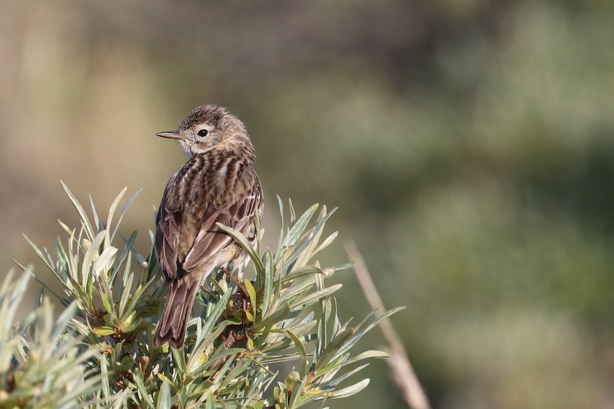 Meadow Pipit - ML243933381