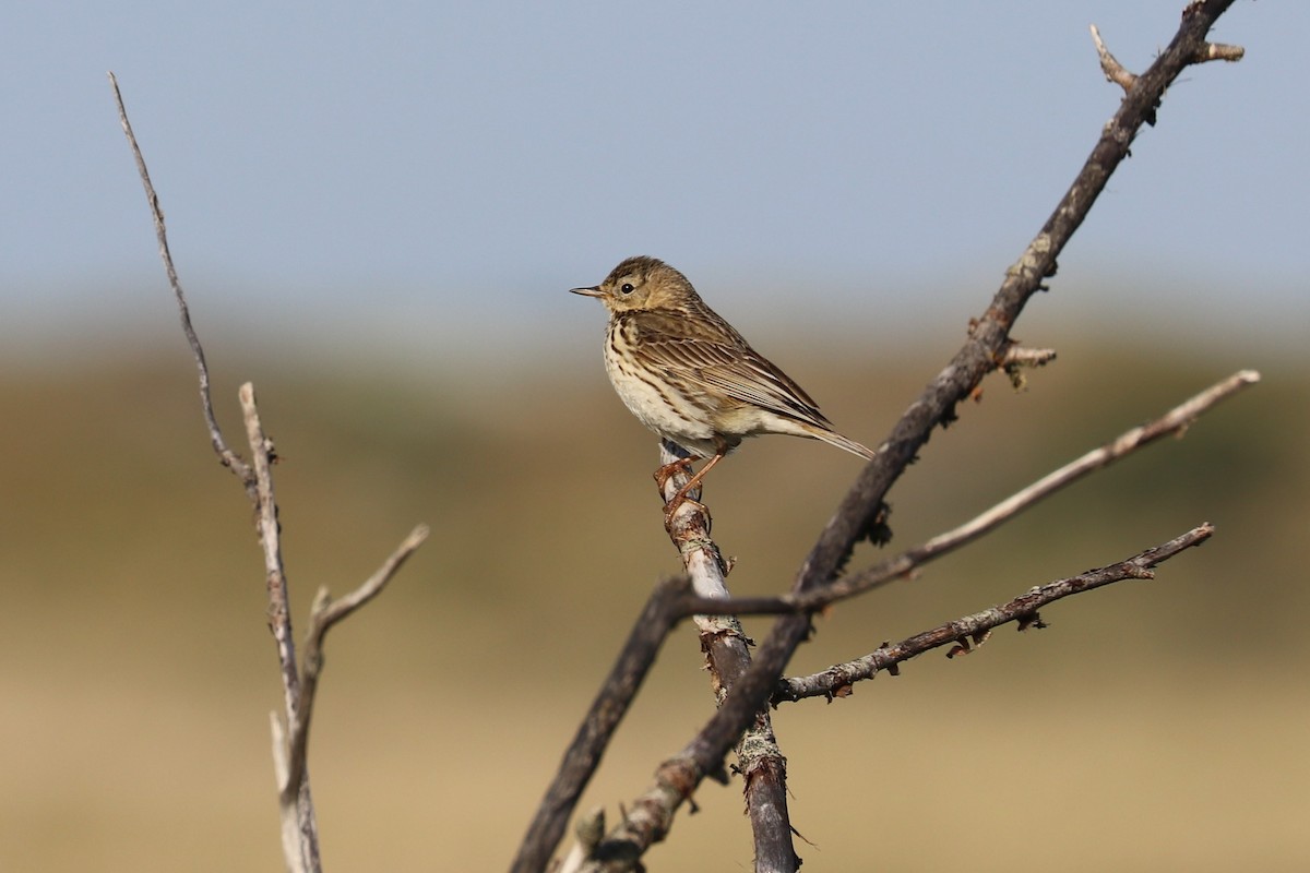 Meadow Pipit - ML243933451