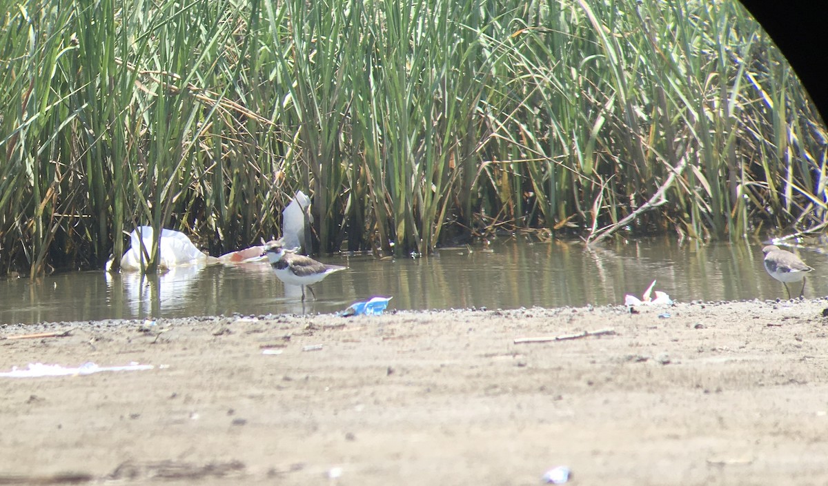 Semipalmated Plover - ML243936431