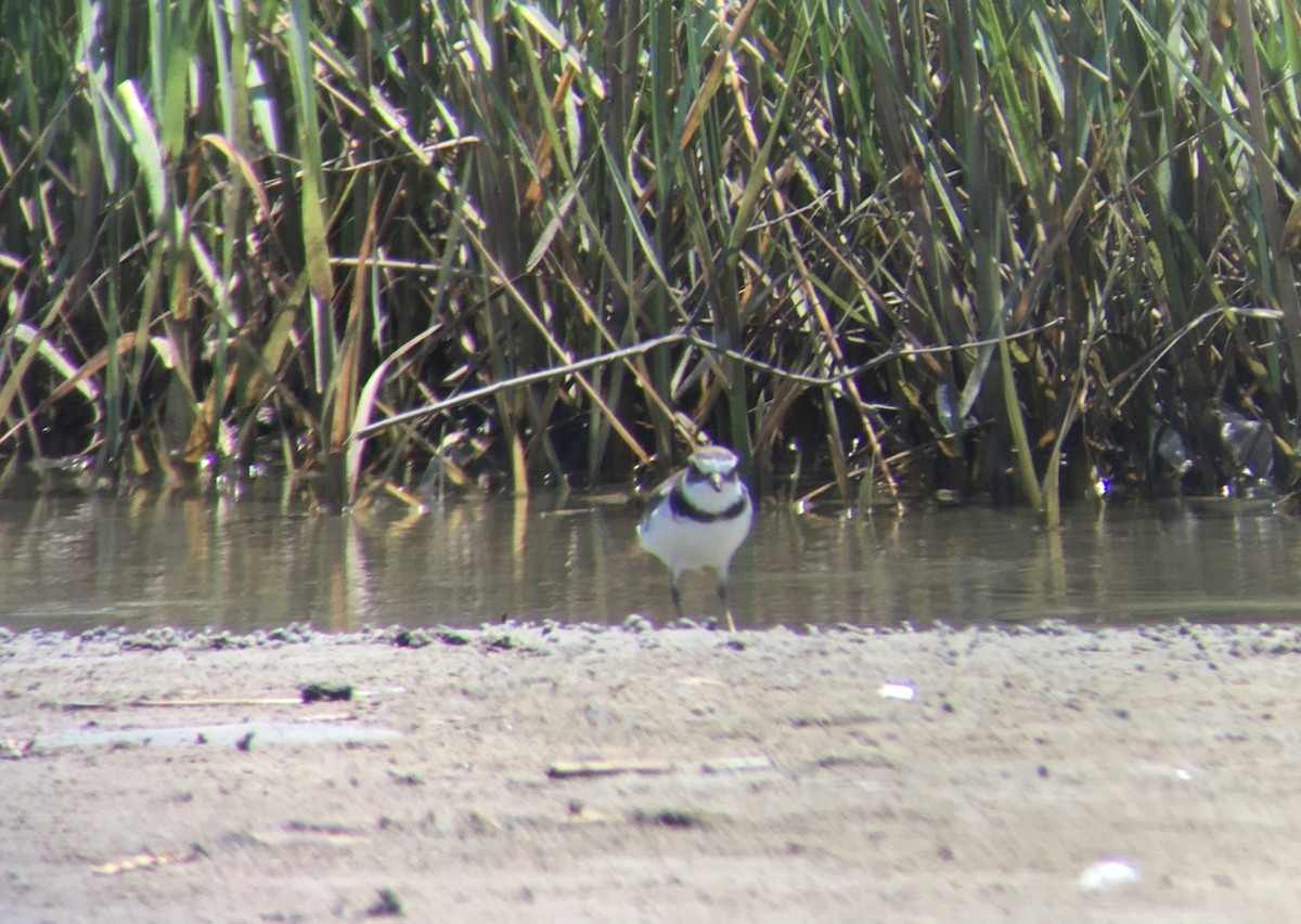 Semipalmated Plover - ML243936641