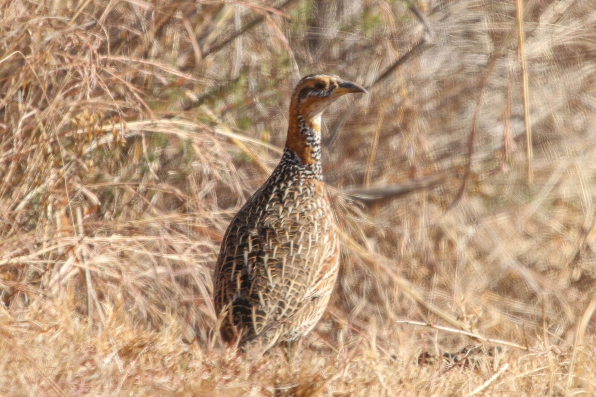 Red-winged Francolin - ML243938691