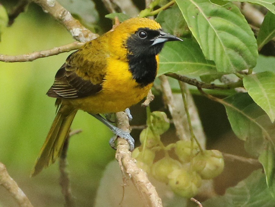 Bar-winged Oriole - Anonymous