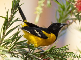 Braziliyalik anal porno