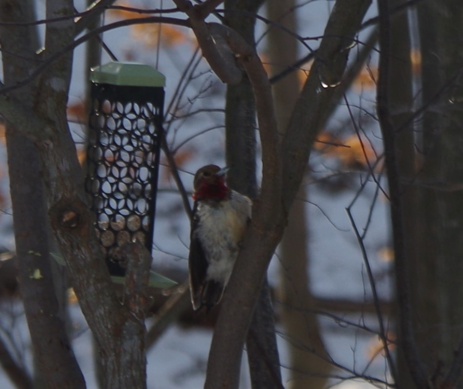 Red-headed Woodpecker - Sue Faibisch
