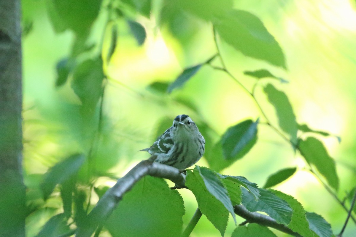 Black-and-white Warbler - ML243939371