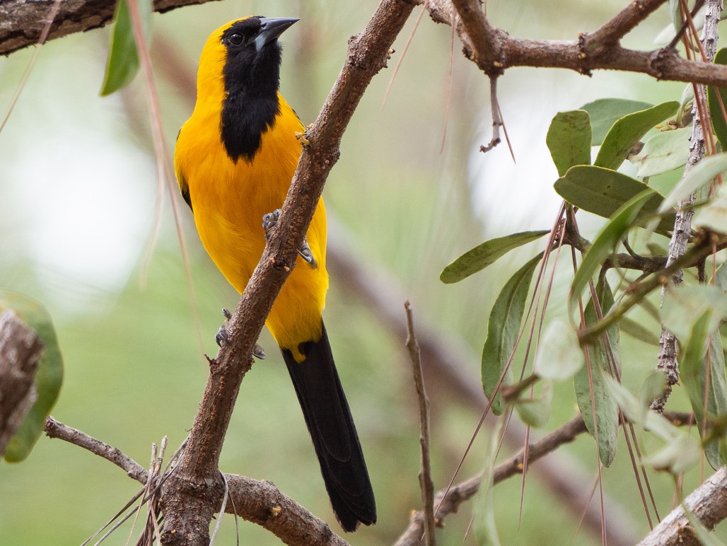 Yellow-backed Oriole - Chris Fischer