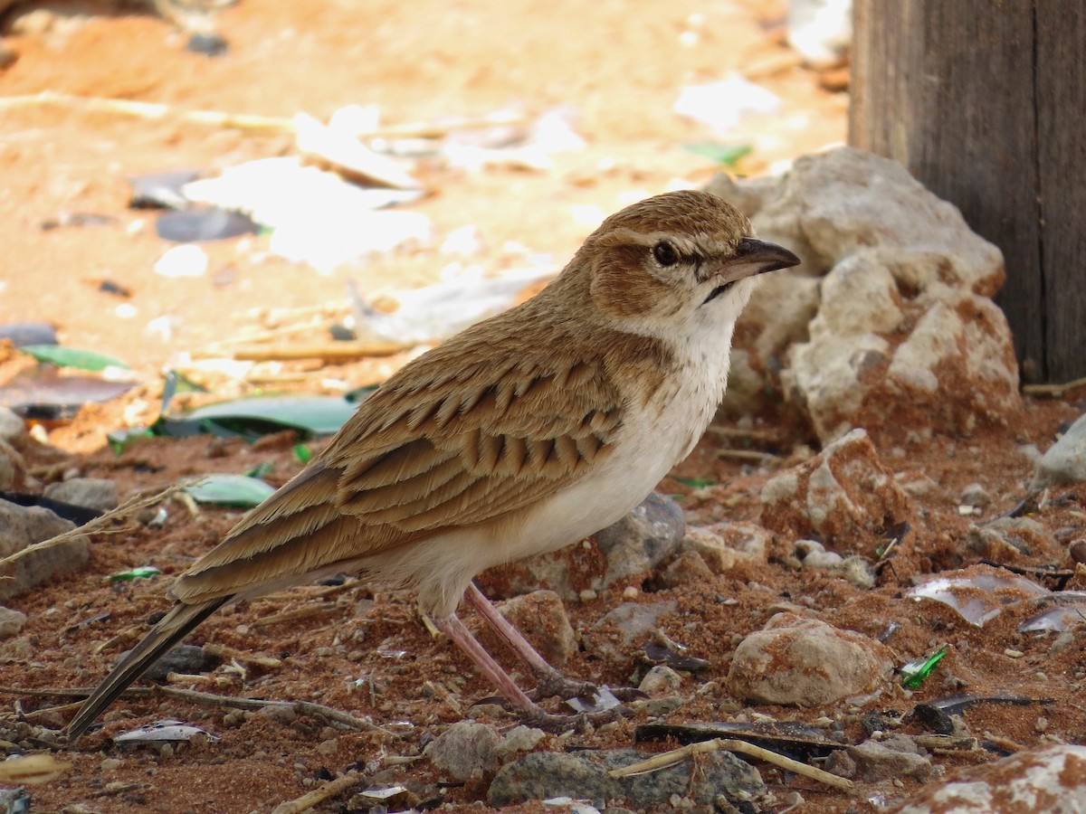 Fawn-colored Lark (Fawn-colored) - ML243943831