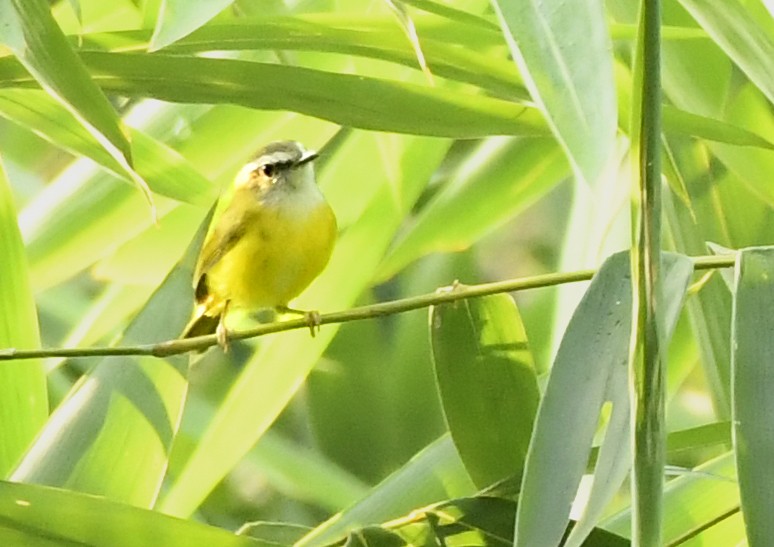 Yellow-bellied Warbler - Savithri Singh